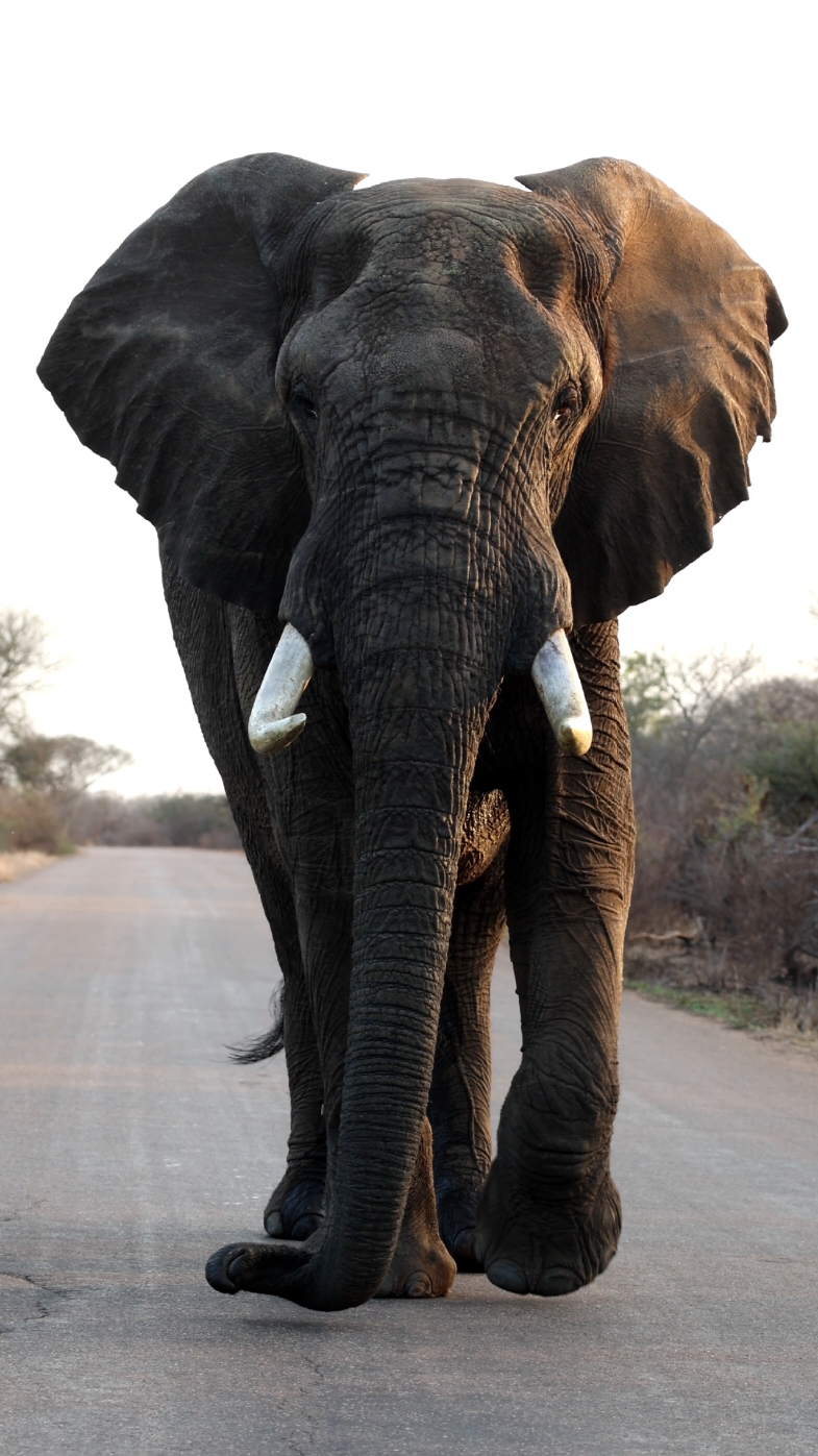 BEAST MODE This massive Bull approaching our vehicle while on safari.  What a moment... What a beauty!!!! #nature #wild #kruger #krugernationalpark #reels_tiktok #trending #trendingreel #krugergonewild #onlyinafrica #elephant #safari #photography #travel #africa #thisisafrica #wildanimals #wanderlust #videoviral #wildanimalsoftiktok #animalsoftiktok #bull #animalvideos #viral 