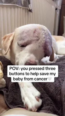 Everything is appreciated so so much❤️ #dogsoftiktok #dogmom #doggo 