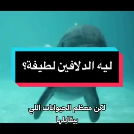 ليه الدولفين جميل مع الانسان وشرس مع القرش والأسماك؟ #حيوانات_مضحك #حيوانات_مفترسه #دولفين #دولفين🐬  #حيوانات 