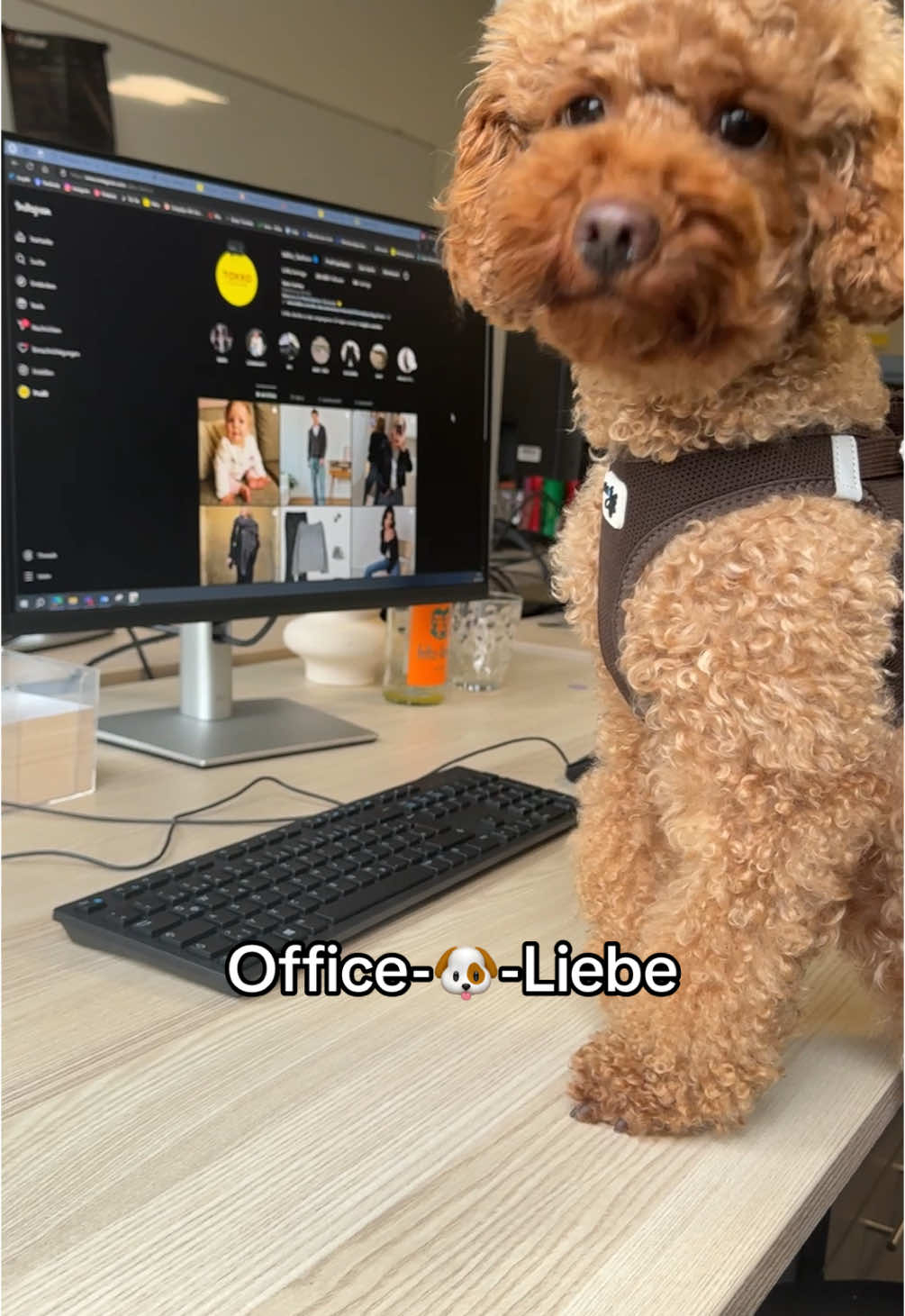 Flauschig ist der neuste Trend - unsere Bürohunde stehlen jedem Kollegen die Show 🐶🤩  #takkofashion #officelife #dogsoftiktok #büroalltag 