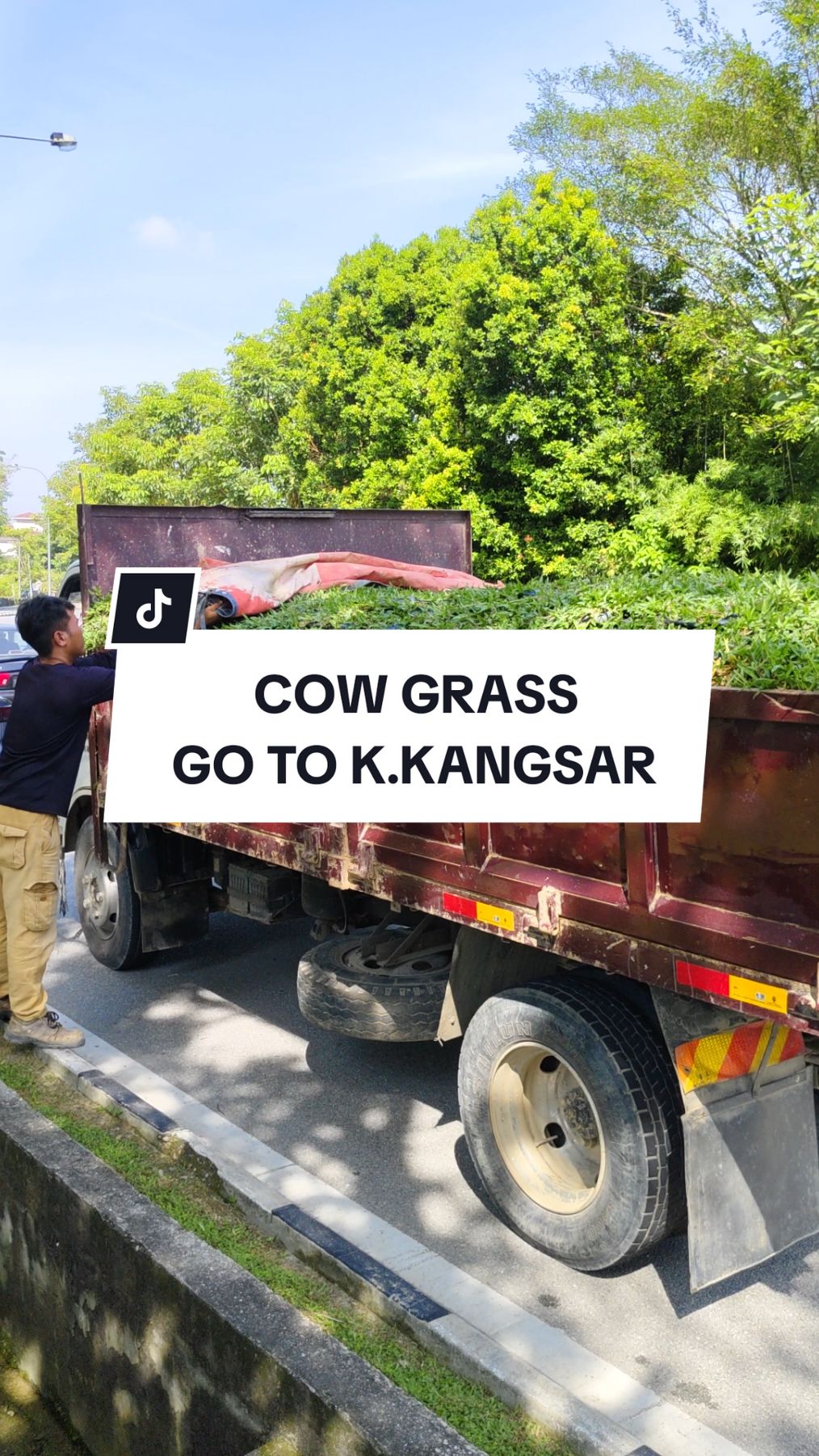 HUBUNGI 017-2529-262✅ LOKASI SG.BULUH SELANGOR✅ #cowgrass #filipinagrass #japanesegrass #pearlgrass #rumputmutiara #rumputjepun #rumputfilipina #pembekalrumput #rumputasli #rumputmurah #rumputcarpet #rumputhidup #rumputprojek #rumputhalamanrumah #tamanpermainan #dauspunyabarang #dauslandscape #landskap #pokoklandskap #fyp #fypシ #fypage #pokoksandpaper #sandpapertree #fyppppppppppppppppppppppp #pembekalpokoklandskap 