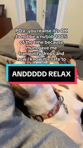 Gamechanger #dogs #dogsoftiktok #reactivedog #rescuedog #tiktokmademebuyit 