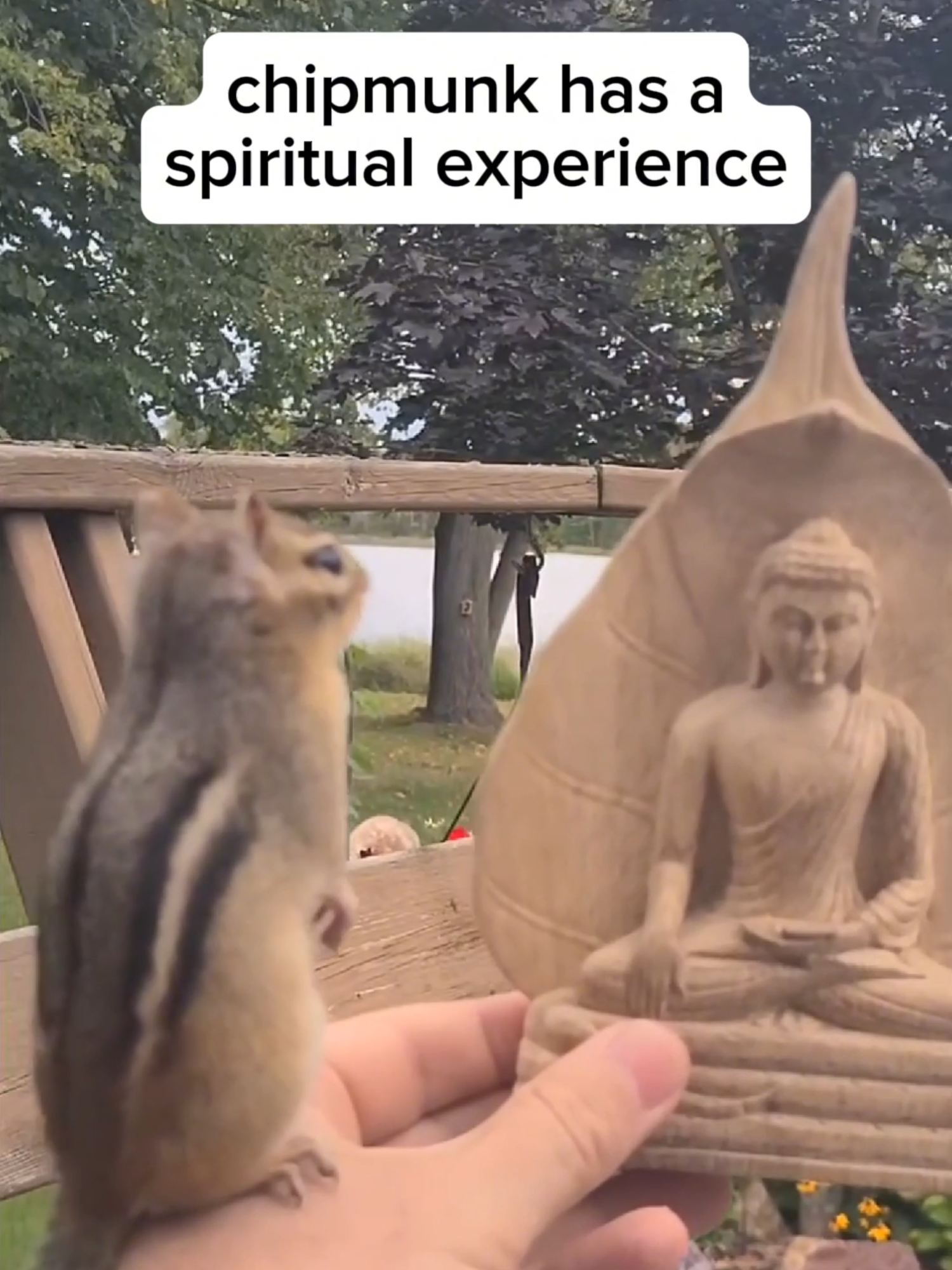 now they're a chip monk (Source: IG - brendan_j_fox) #chipmunk #spiritual #animal