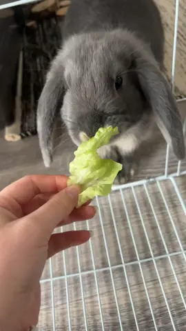 La première fois que Oreo a tester la salade, au début il en voulait pas du tout mais ça a pas durée bien longtemps, 10min après il en restait plus 😅 #animales #eating #premierefois #bunnufunny #happyathome #animallover 