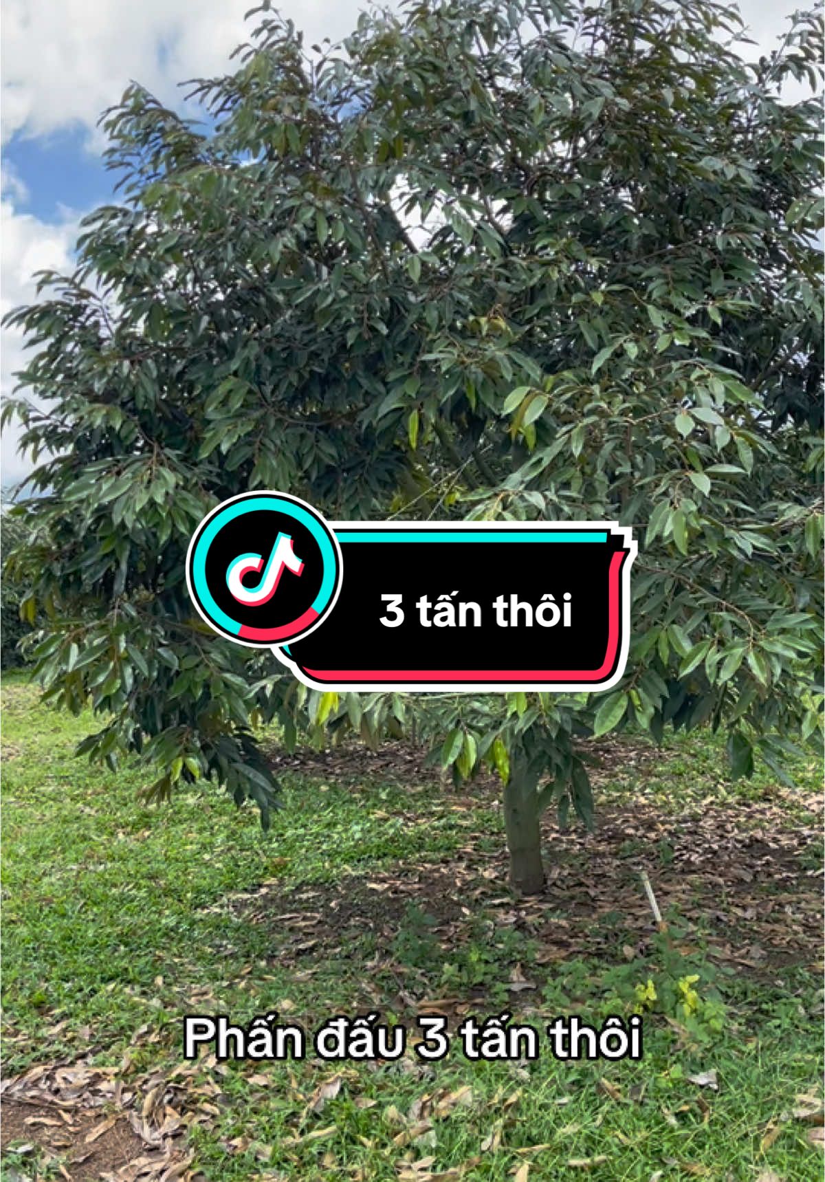 Mùa này chỉ cần đạt 3 tấn thôi#xuhuong #thinhhanh #saurieng 
