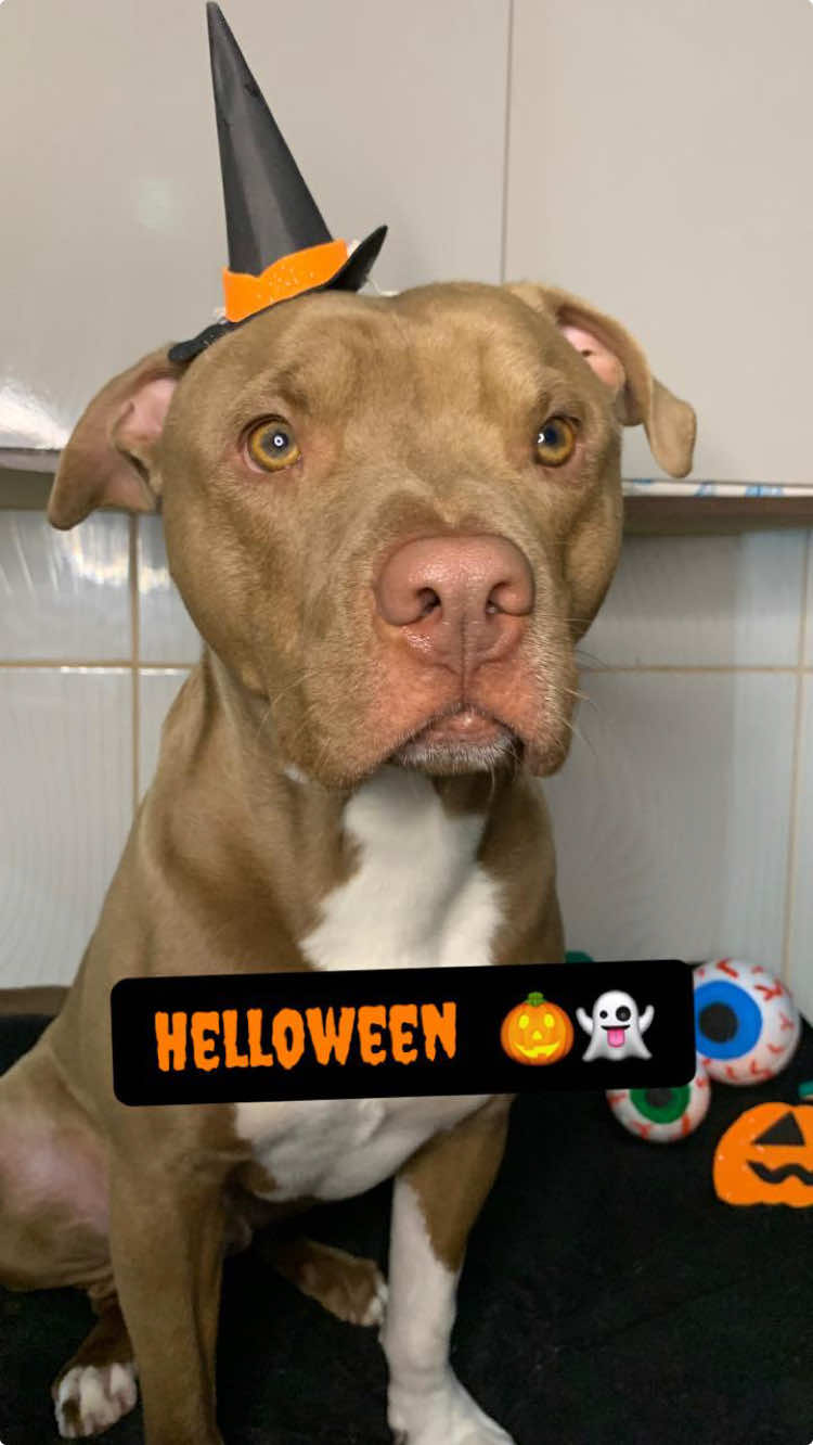 Doces eu nao posso comer, mais frutas! Sim 🖤🦇🎃👻🧙‍♀️ . . . . . . . . . . . . . . #pitbulls #vaiprofycaramba #pets #viralizar #foryoupage❤️❤️ #pets #helloween #diadasbruxas #viralizar #pitbull #friends #fyp #fyp #viral_video #viraliza #pitbulllove #pitmonster #DogTraining #dogtraining #viralvideos 