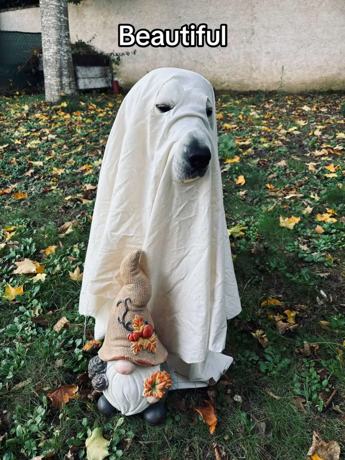 Le plus gentil des fantômes 👻 #fyp #fypシ #foryou #foryoupage #foryourpage #pourtoi #golden #dog #puppy #bestfriend #tiktok #viral #video #halloween #spooky #ghost 