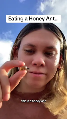 @Delaney Cowled discovers the unique taste of honey ants!🐜 These ants, known for their swollen abdomens filled with a sweet, honey-like substance, offer a burst of flavor! It is also a cultural delicacy in some indigenous communities, showcasing a connection to nature and traditional foraging practices. #honeyants #nature #insects #ant #wildlife #fyp