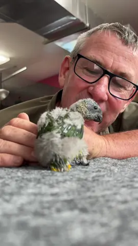 Only a mama lorikeet can love this baby bird - image how amazing the transformation is! 🦜🙌🏻 #fyp #birdsofafeather #ivancarter #reels #cute 