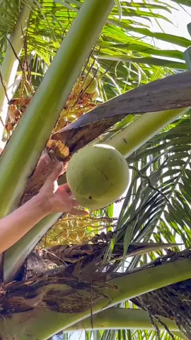 #harvest #nature #satisfying 