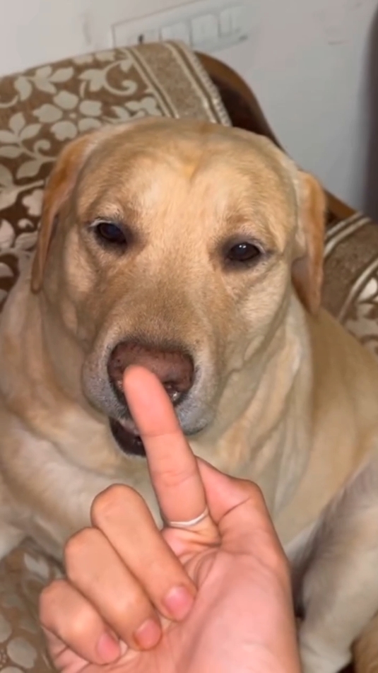 I almost lost my finger #dogsoftiktok #dogfunny #funnyvideos #funnyhai19 #fyp #foryou 