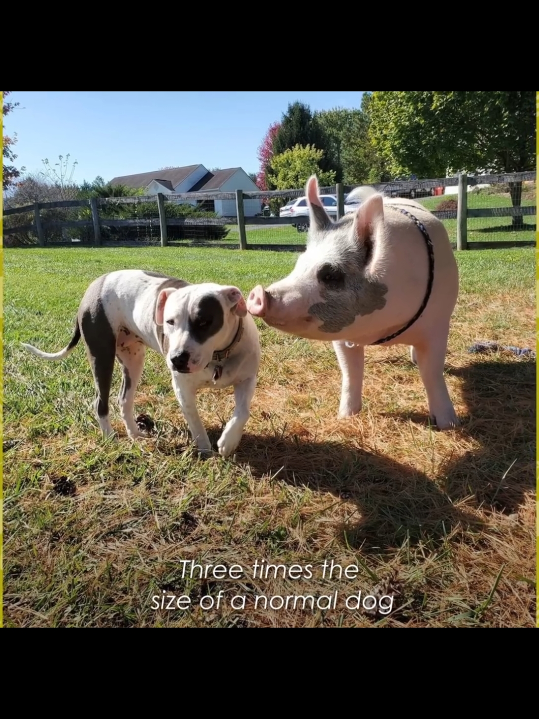 Kona and Floppy aren't just a pitbull and a pig. They're a friend and a friend! They met when Floppy arrived in their family with shaking head syndrome and needed extra care. And Kona gave him just that! That day an unusual but adorable duo was formed.  #pittie #pittiesoftiktok #pitbull #bully #pig #piggy #staffy #viralvideos #foryoupagе #frenchbulldog #frenchie 