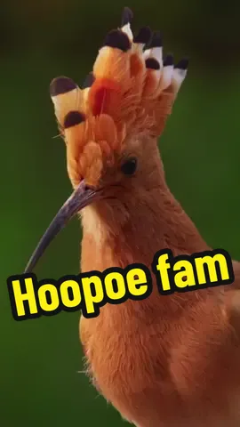 The baby of the fam always gets spoiled 🙃 #hoopoe #birds #NatureDocumentary #babyofthefamily #wildlife 