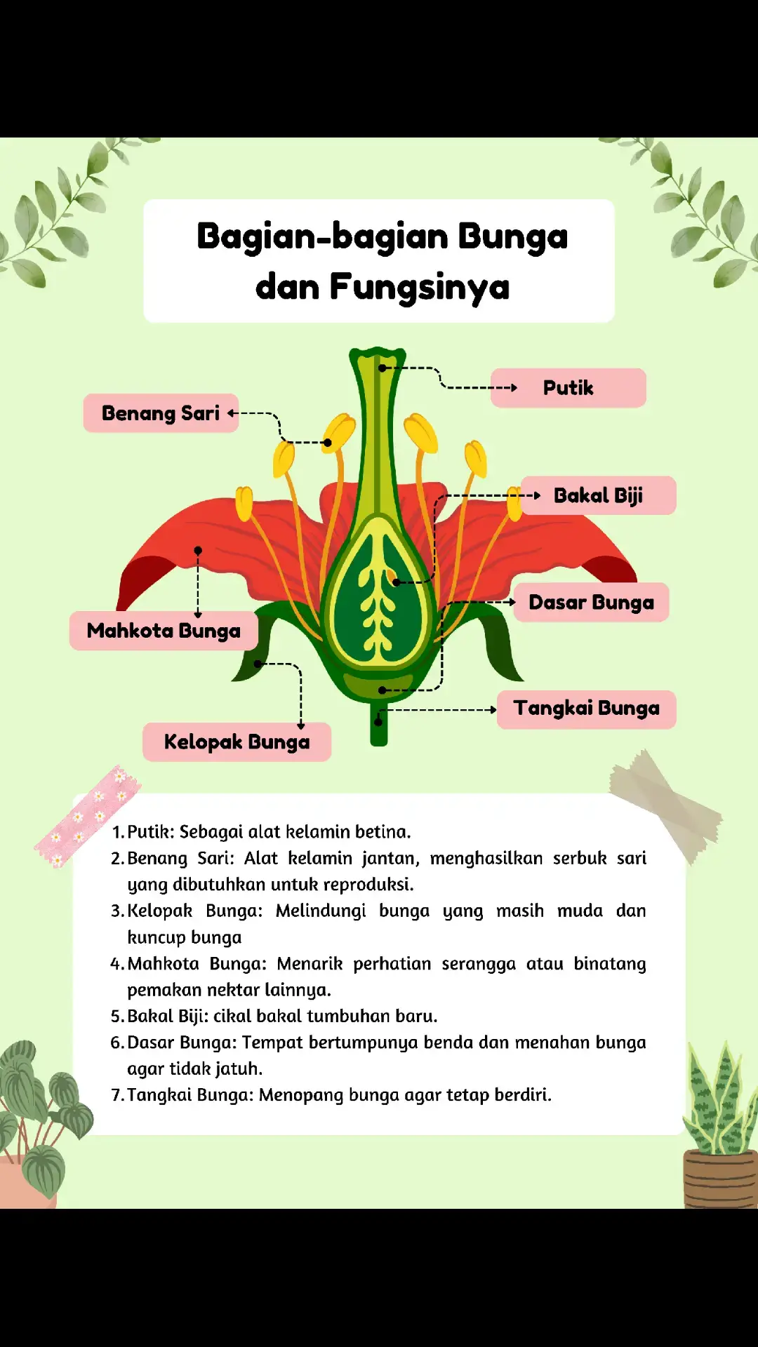Mempelajari keindahan dan fungsi setiap bagian bunga, dari tangkai hingga putik, membuat kita semakin memahami peran pentingnya dalam kehidupan tumbuhan. #struktur #bunga #Biologi Sapphira Marchelli | XI-A