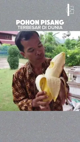 Pohon pisang terbesar di dunia #pisang #banana #musaingens #pisangterbesar #jumbo #papua #indonesia #fyp #fypシ #fypシ゚viral 