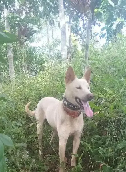 tinggal kenangannyo lagi ko njiang kapan dapek jenis kamu ni njiang 🥹🐕‍🦺🐕 ##fyppppppppppppppppppppppp  #bujangparenten #porbibengkulu #porbiindonesia🇮🇩 #porbi_sumbar #porbimarenten #taptapekorbabi🔥🌻 #hobimahal🔥 