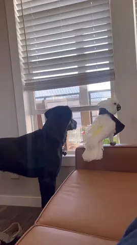 My parrot barks like a dog at strangers 👀 #cockatoo #parrot #dog #guarddog #funnyanimals #friends #fyp 