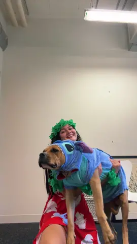 the stitch to my lilo #lilo #liloandstitch #stitch #disney #dog #pet #costume #funny #halloween #hawaii 