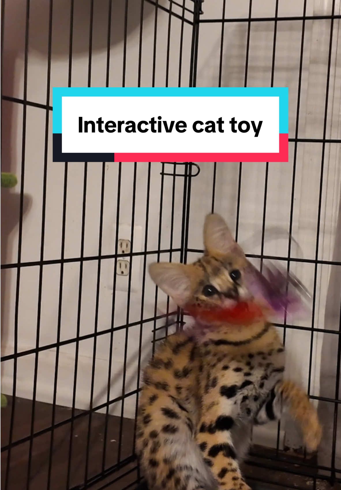 This is a must have for cat owners! #cattoy #cattoyreview #toy #catstoy #interactivecattoy #smartcattoy #cattoyreviews #interactivecattoyreview #fypシ゚viral #fypシ #viralvideo #trending #fyp #foryoupage #TikTokMadeMeBuylt #tiktokshopfinds #tiktokshopblackfriday #tiktokshopcybermonday #tiktokshopholidaydeals #starcreatorcompetition #tiktokshopholidaysale #tiktokshopholidayhaul