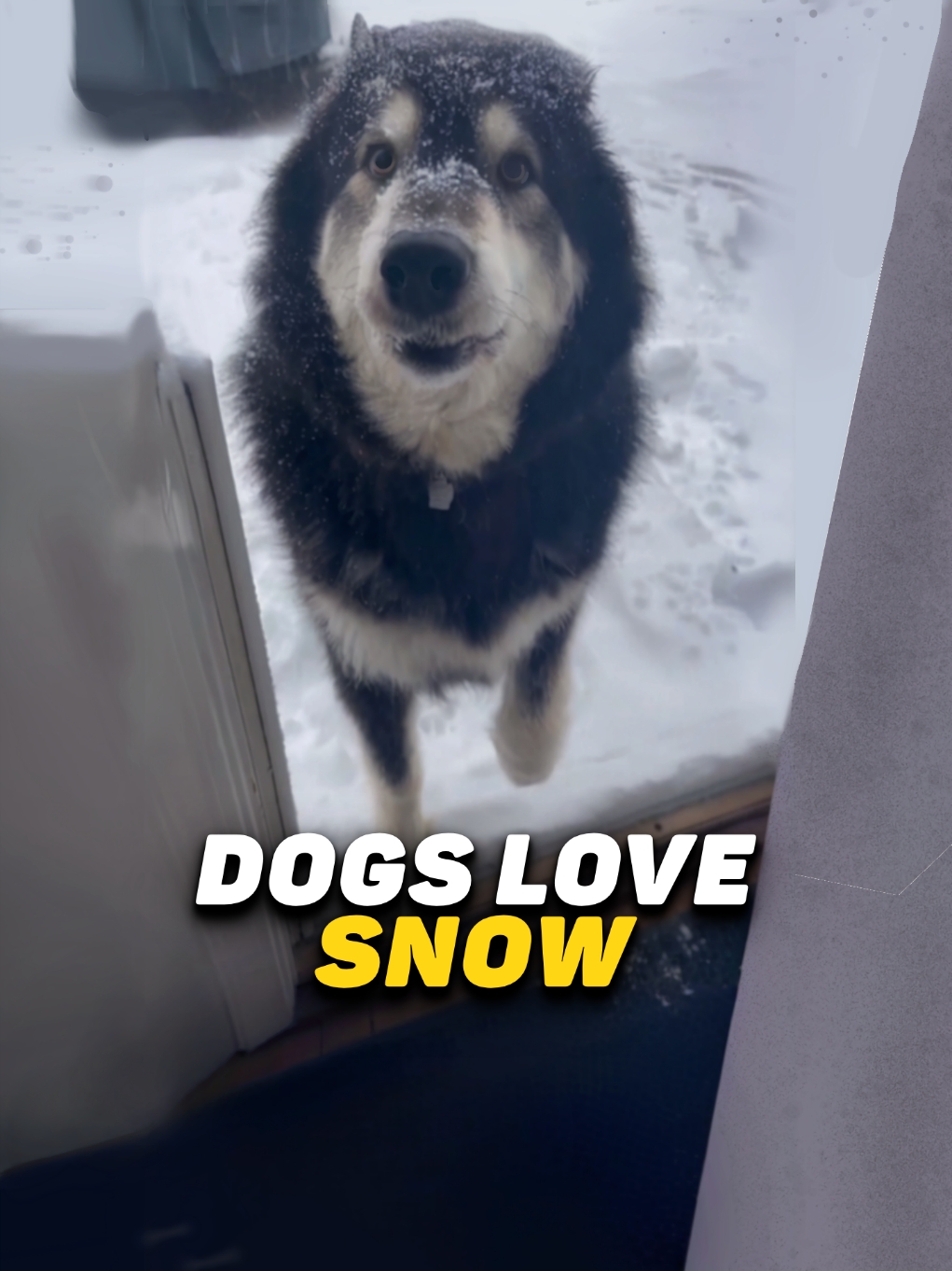 Dogs Love Snow | Compilation | #dog #petscompilation      #UK #BritishHumor #TikTokUK #USA #AmericanVibes #TikTokUSA 