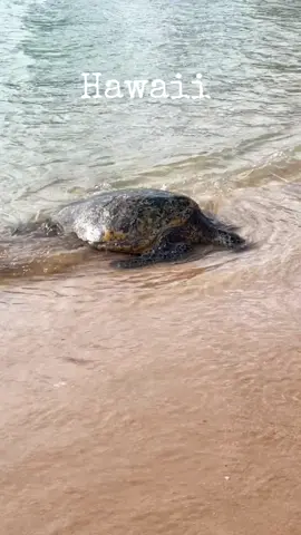 Ver a cada tortuga llegar a la playa al atardecer es algo mágico 🐢✨. Desde que vi a Sammy la Tortuga, soñé con este momento, ¡y aquí estoy! Un sueño hecho realidad, hasta nadé cerca de ellas. 🌅 ¿Quién más tiene esto en su lista de deseos? #TravelGoals #TortugasMarinas #hawaii #kauai #beach #seaturtle #latinacontentcreator 