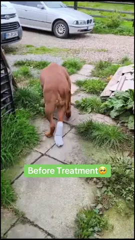 My mission is to help whatever animal needs my help. ❤️🙏 Here in the video you can see the dog can't walk. The vets wanted to operate on him. It would have been very expensive, costing several thousand euros. I treated him and corrected his pelvis. He also had problems in the front right shoulder which I also treated.  A few weeks later, the dog could walk again ❤️❤️❤️ Surgery is not always the first solution. 🙏🙏🙏🙏 Write to me and send me a video of your baby.  And I'll see if I can help ❤️❤️❤️❤️❤️❤️ #foryou #asmr #animals #tiere #türkiye #hundeauftiktok #dogsoftiktok #help #chiropractic #hundevideos #chiropractortiktok #