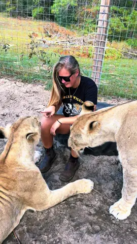 Sahara & Sarabi sniff inspection! #NOTpets #lion #lions #lioness #Love #sniff #sniffs #asmr #bigcat #bigcats #cats #cat #animal #animals #fl #florida #fyp 