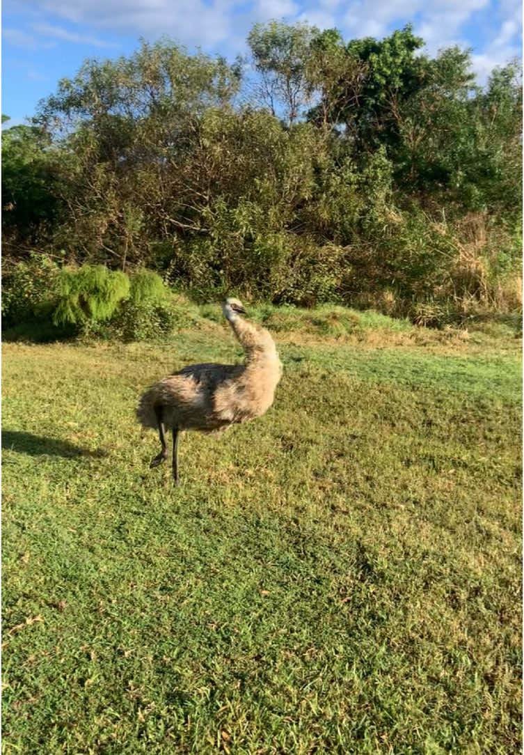 Morning zoomies with Elsa! #funny #emu #zoomies #saveourfarm #animals 