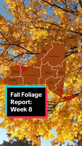 Our final Fall Foliage report of 2024 is out now! Find the full report at the link in bio. 🍂   #iloveny #travel #traveltiktok #besttravel #travelgoals #fall #falltravel #fallfoliage #fallleaves #autumn #autumnleaves #fallcolors #newyork #coldspringny #hudsonvalley #lakeontario #rochesterny #fingerlakes #greenwoodcemetery #brooklynny #nyc #bayardcuttingarboretum #longisland #fyp   📸: @beacon_transplant, @outside.emily, @nyc.seasonwatch, @virginia___rose