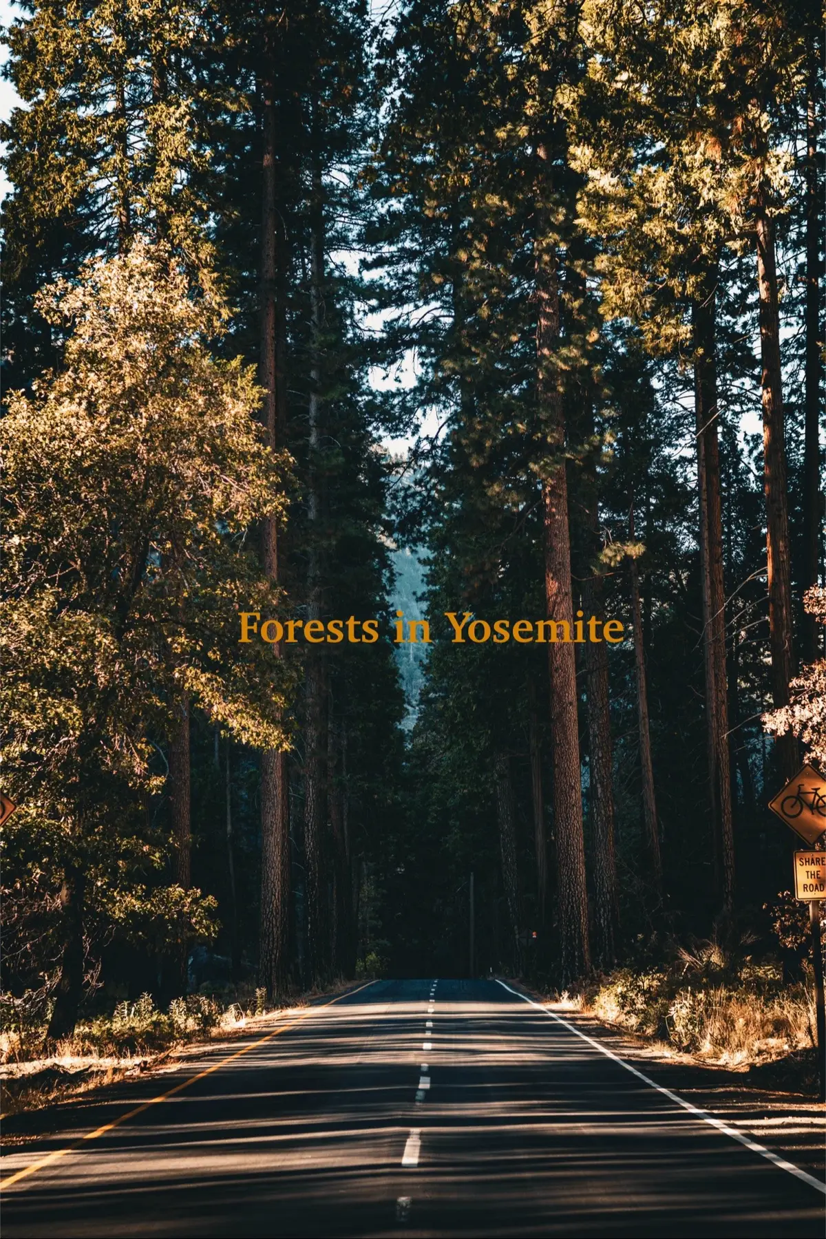 . . . #photography #photooftheday #calm #fall #autumnvibes🍁 #autumn #california #yosemite #yosemitevalley #yosemitenationalpark #october #soothing #vintage #Hiking #Love #photographer #forest #forestlovers #forestphotography #foryoupageofficiall #foryoupag #foryoupagе #fyp