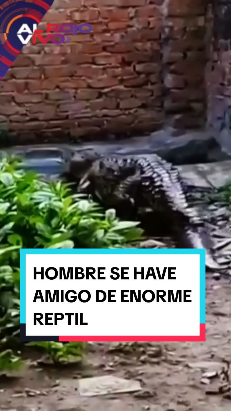 Jesús Escobar, dueño del enorme reptil, aseguró que se formaron unos lazos emocionales muy grandes con el animal, con quien vivió por varios años hasta que las autoridades colombianas se lo quitaron.