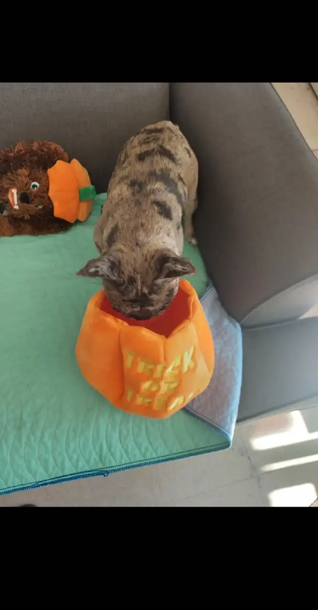 #fyp #halloween #mommieslittlegirl #minifrenchie #bluespottedmerle #frenchie #🐰 #foryoupage #lookingforcandy