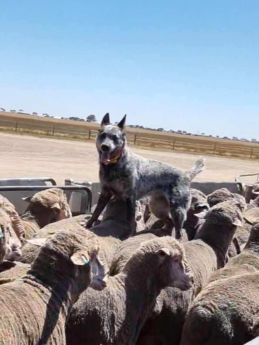 Love what I do.. 🇦🇺🐑🐕 #bluedogemu #australiancattledog #bluedog #emuthebluedog #blueheeler #heeler #cattledog #sheepdog