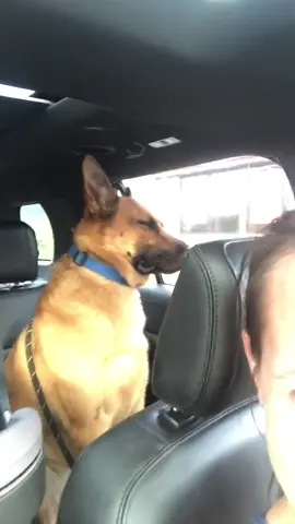 #comedy #memes #dog #car #tired #baby #screaming #crying 