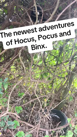 #catsoftiktok #kittensoftiktok #Outdoors 