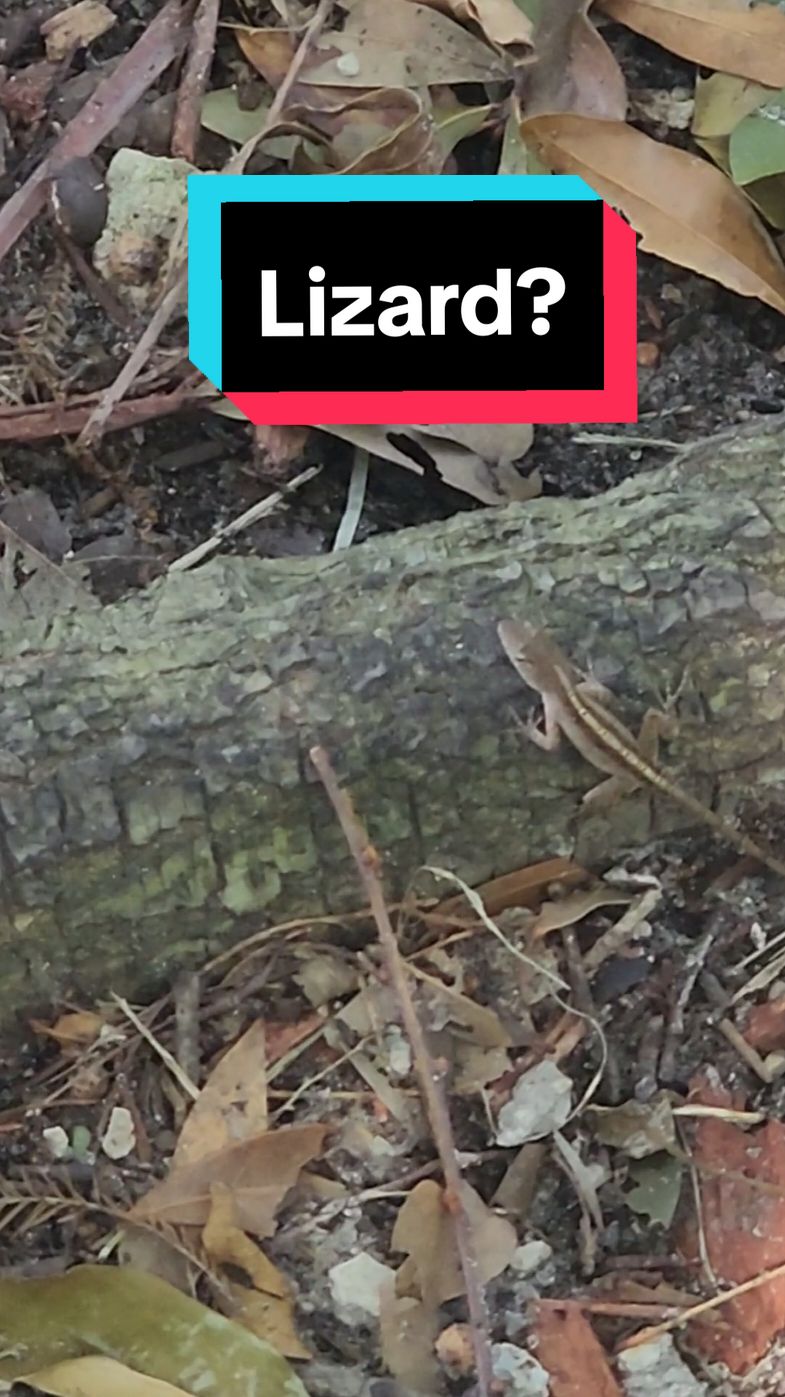 what kind of lizards are these ? #orlando #florida #lizard #gecko #reptiles #wildlife