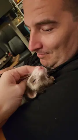 VVaffles gave me a jumpscate by pretending to be asleep ✨️🧇💖 #wholesome #ferret #ferrets #vvaffles 