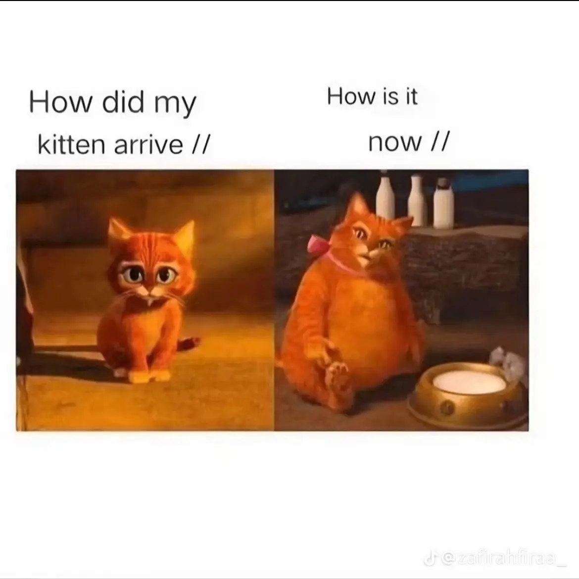#catsoftiktok #cats #kitten #funny 