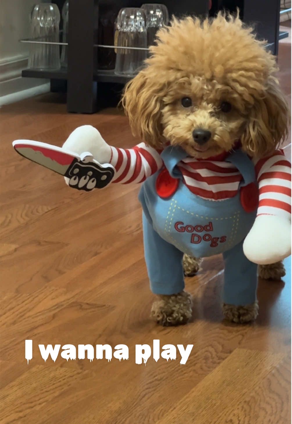 I wanna play🔪 #chucky #puppy #poodle #pet #petcostume #dogsoftiktok #dog #cute #halloween #petlover #funny #fyp #viral #toronto #Love #foryou #foryoupage #doglover #pets #bestfriend 
