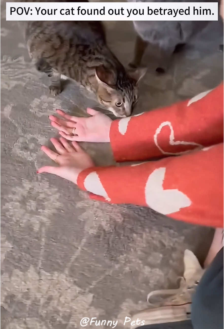 Part286丨My cat feels betrayed by me🤣🤣🐱#funnycats #funnyanimals #petvideos #cat #catsoftiktok #fyp #usa #longervideos #cats #fypage #fypシ゚viral #fyppppppppppppppppppppppp #fypp #fypdong #fypgakni #fypsounds #fyppp 