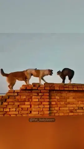 Cat vs Dog 🤣#cat #cats #catsoftiktok #catlover #cute #funny #funnyvideos #funnycat #funnyvideos #funnyanimals #animals #tiktok #kitty 