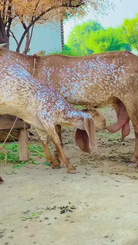 Aheer Goat Farm #makhicheenigoat #goatfarming #makhicheeni #tiktokviralvideo #foryourpage #unfreezemyacount 