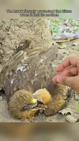Unbelievable. Hawk protects motherless kitten #animalsoftiktok #rescue #animal #fyp #rescueanimals #cat #kitten 