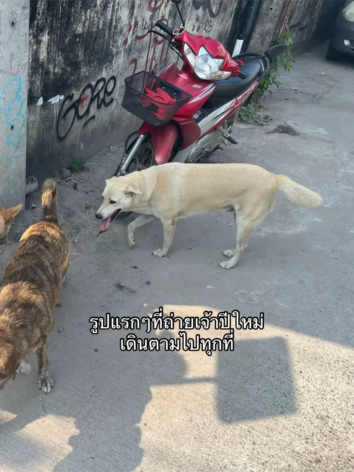 ไล่ดูรูป ดูวีดีโอ จะครบ 1 ปีแล้วที่มีเจ้าใหม่มาอยู่ด้วย ♥️ #ทาสหมา #dogoftiktok #หมาจรก็มีหัวใจ 