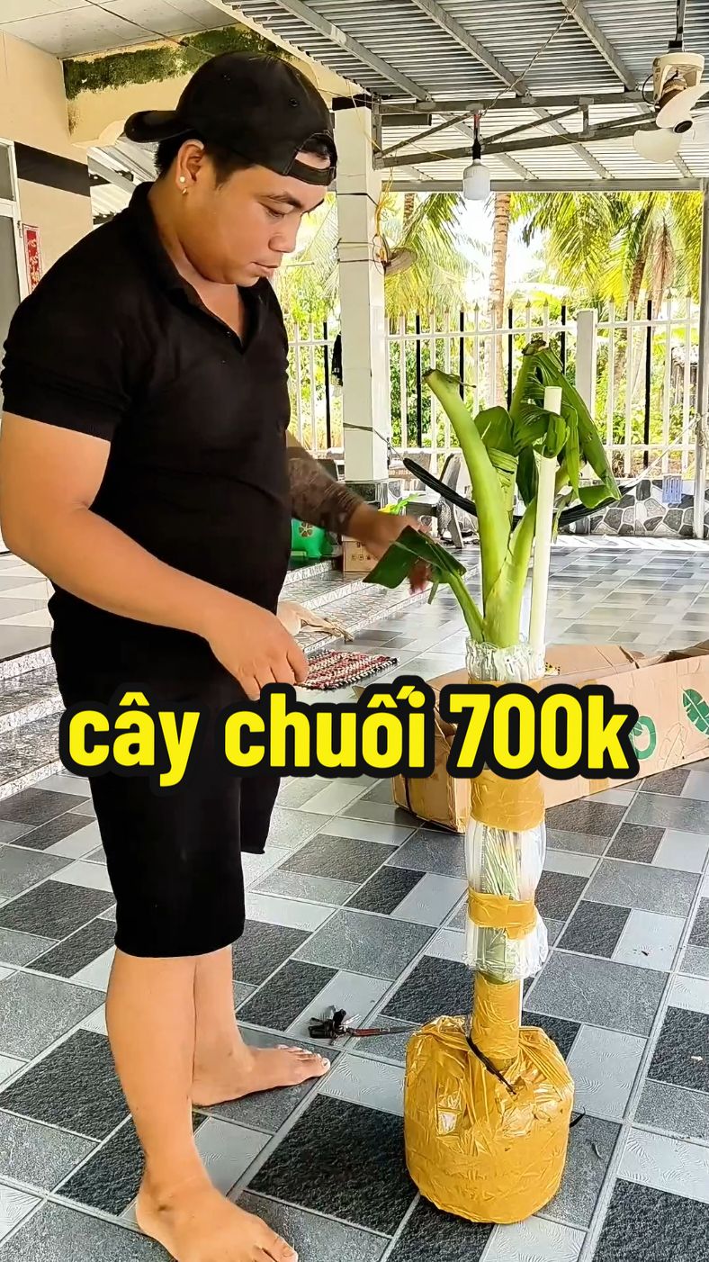 #CapCut mua cây chuối mà 700 cành #chuoibantayphat #caychuoibantayphat #xuhuong2025 #cuongthichreview 