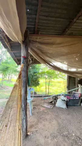 🏔️🩶#เขตปลอดผลประโยชน์ #บ้านเรา #หนองบัวลําภู #บ้านยางชุม#ธรรมชาติ #fyp 