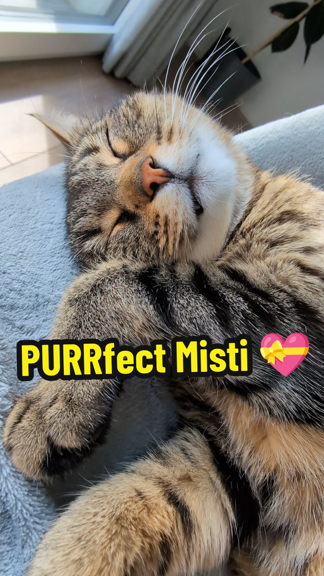 Have a purrfect day 🌞💤💖💤🌞 #cat #ASMR #catsoftiktok #viral 