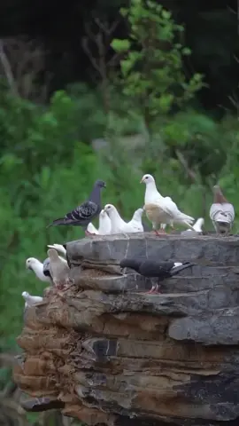 merpati terbang bebas di alam #hewanpeliharaan #hobby #merpati #fypシ゚viral #pmtinasional 