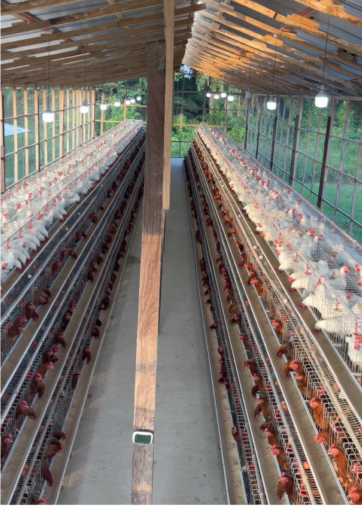 Sunrise View in Our Chicken coop 🥰🥚 #foryoupage❤️❤️ #sunrise #views #trends #farming #chicken #fyppp #viral #ghana #ghanatiktok🇬🇭 