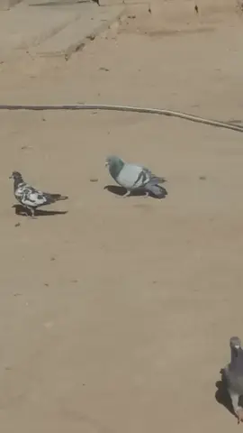الزاجل عشق لاينتهي 